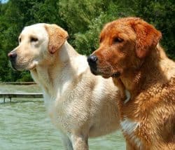 yellow american lab puppies