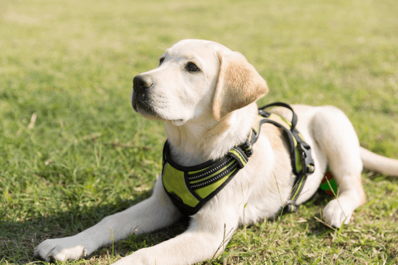 medium labrador