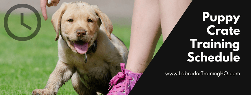 crate training a lab puppy