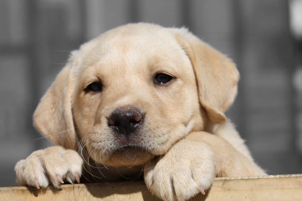 labrador yellow puppy