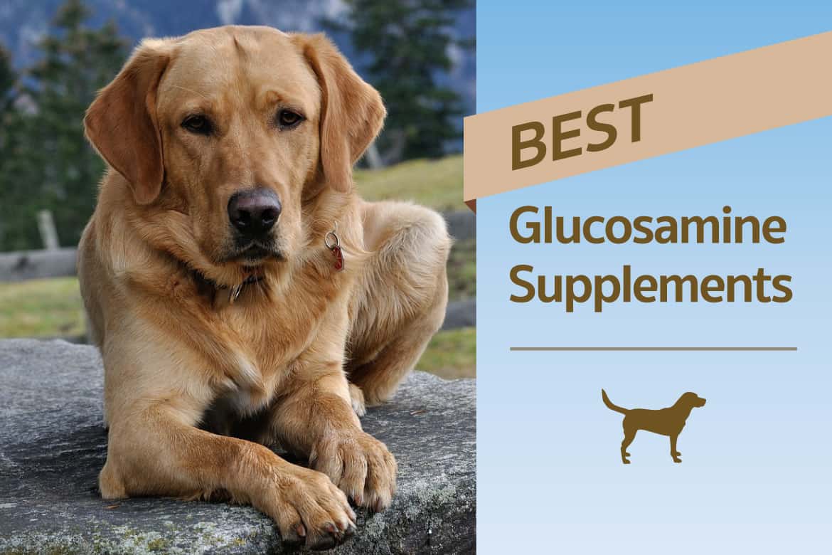 Glucosamine Dosage For Dogs Chart