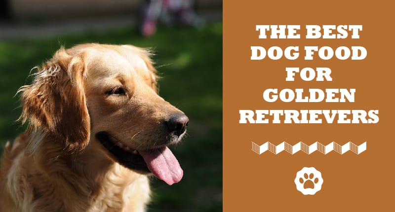 best dog food for retrievers