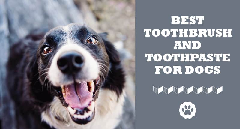 best puppy toothbrush and toothpaste