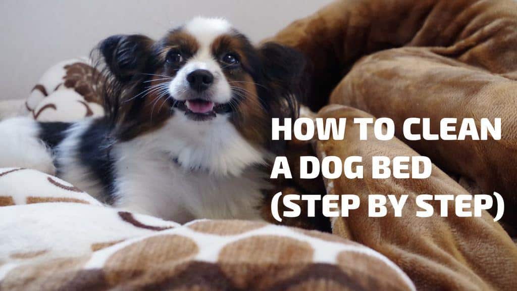 How Do I Clean My Dogs Bed With Baking Soda
