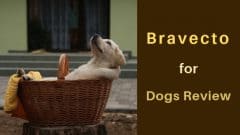 bravecto for dogs review