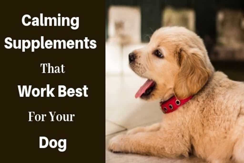 5 Best Calming Supplements for Dogs (Anxiety Relief)