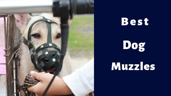 best muzzle to prevent barking