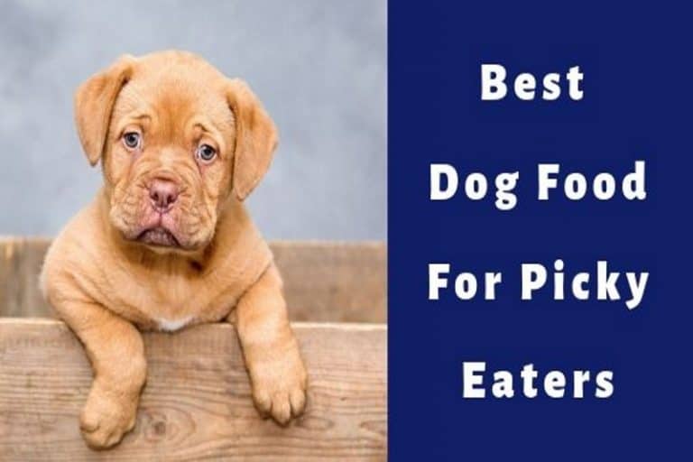 The Best Dog Food For Picky And Fussy Eaters (Dry & Canned!)