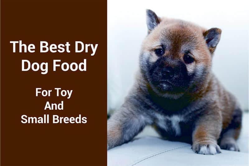 best dry dog food for toy breeds
