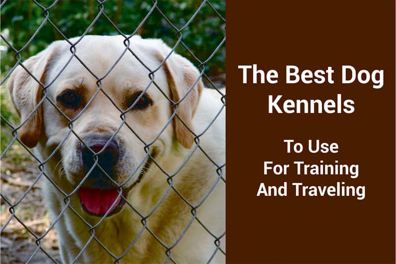 best rated dog kennels near me