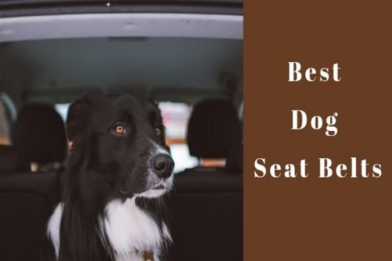 Top 5 Best Dog Seat Belts To Buy in 2021