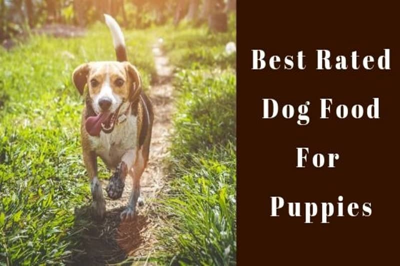 The Best Dog Food For Picky And Fussy Eaters (Dry & Canned!)