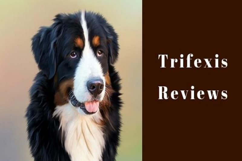 trifexis for dogs side effects
