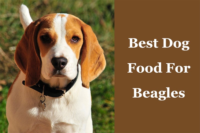 best dog food for hunting beagles