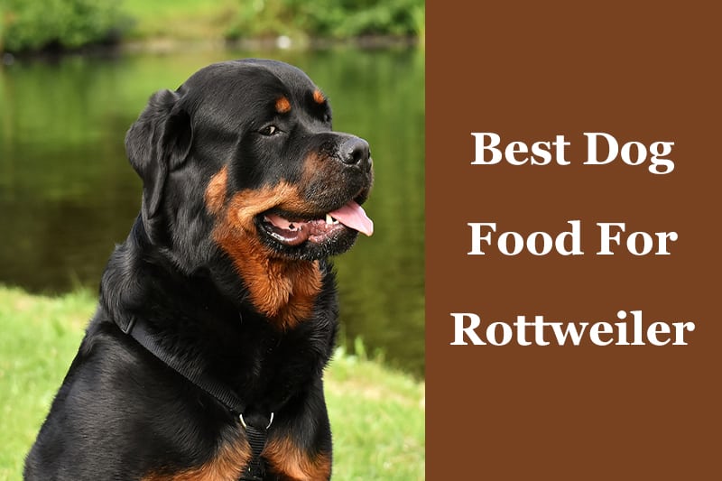 Rottweiler Food Chart