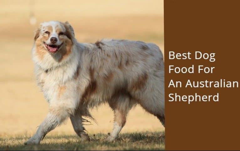 best dog food for aussie