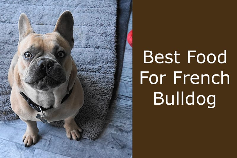 what can i feed my french bulldog puppy