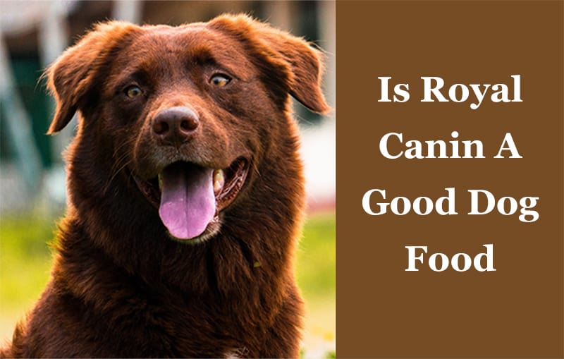 best royal canin dog food