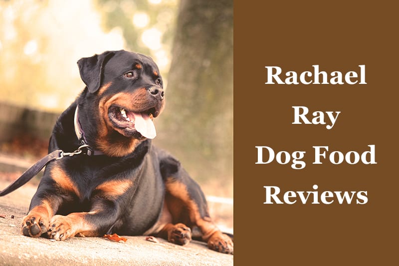 rachael ray dog food bad