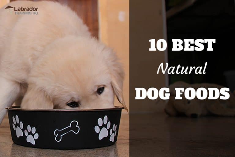 10 Best Natural Dog Foods