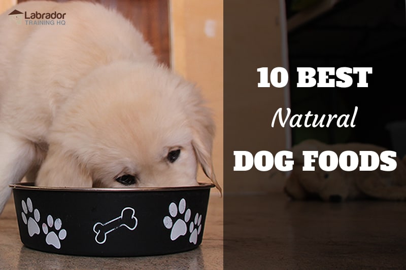 Best Natural Dog Food >> 10 Best Natural Dog Foods Best Natural Dog Food >> 10 Best Natural Dog Foods