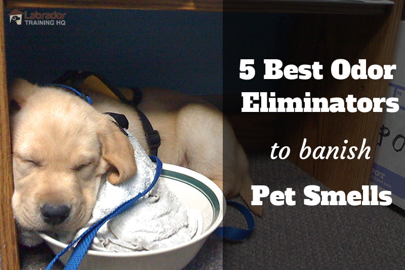 best pet odor eliminator