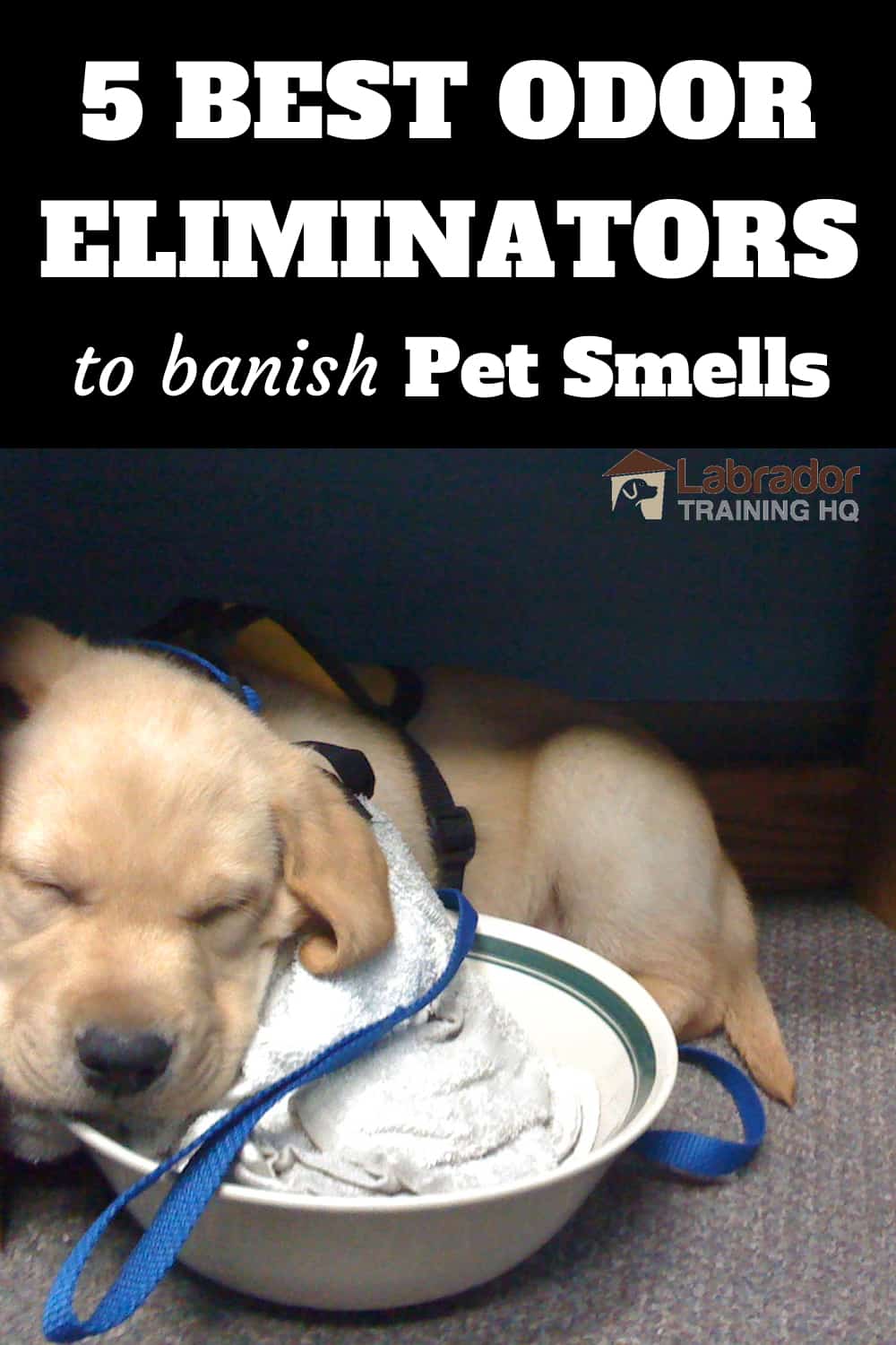 the best pet odor eliminator
