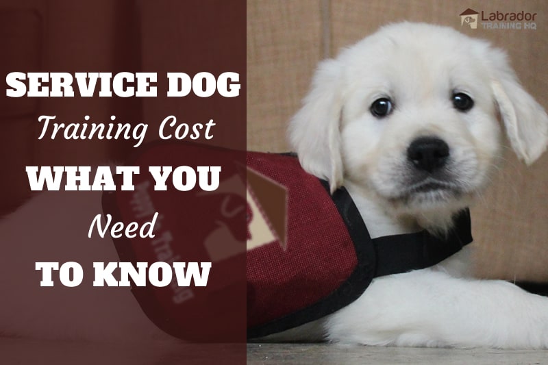 trained service dog cost