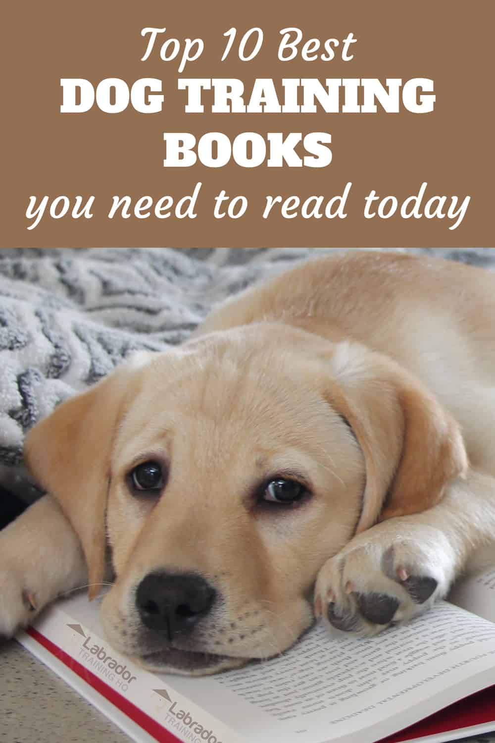 10 Best Dog Training Books You Need To Read Today