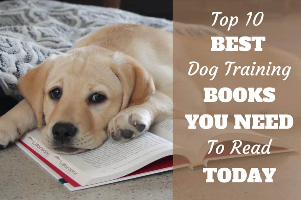 10 Best Dog Training Books You Need To Read Today