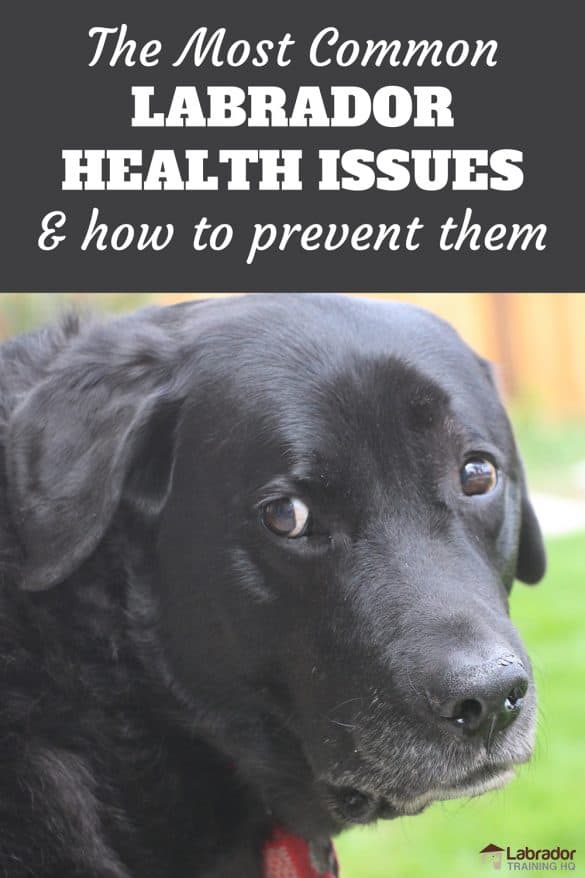 The Most Common Labrador Health Conditions and How to Prevent Them