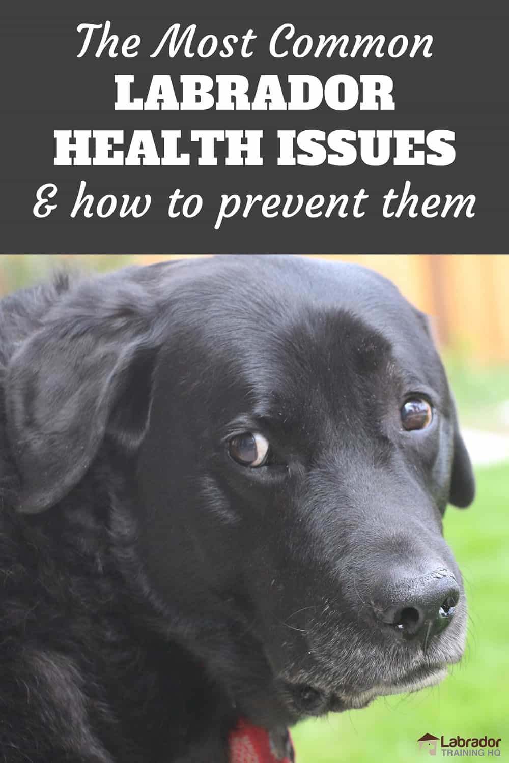The Most Common Labrador Health Conditions and How to Prevent Them