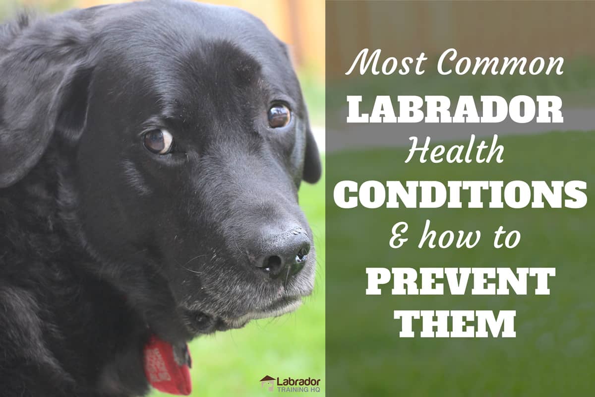 Chocolate lab health hotsell
