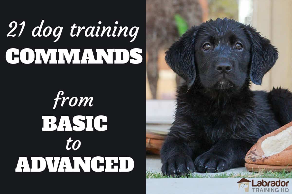 21 Dog Training Commands Basic To Advanced For A WellBehaved Dog