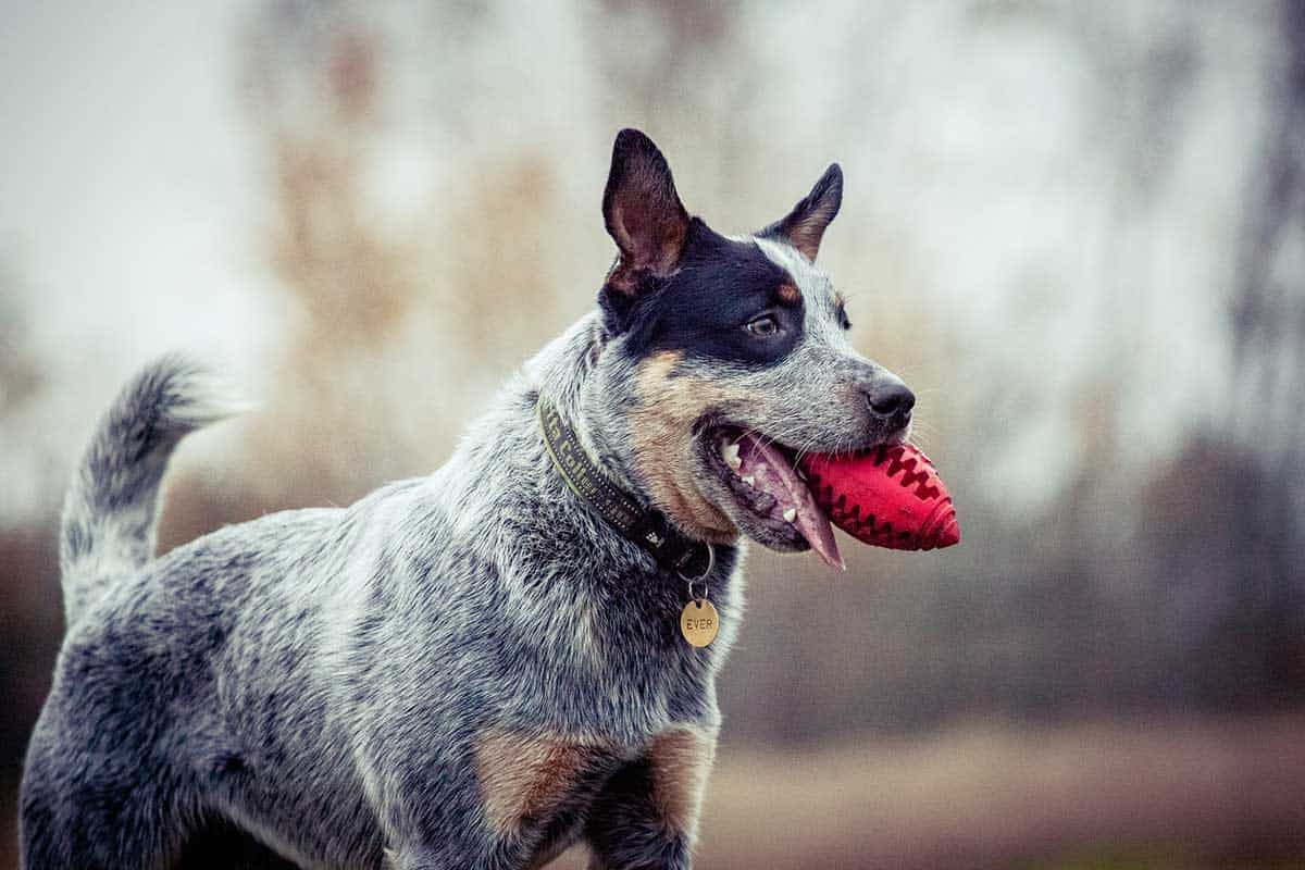 Best Type of Toys for Blue Heelers  Blue heeler dogs, Blue heeler, Heeler  puppies