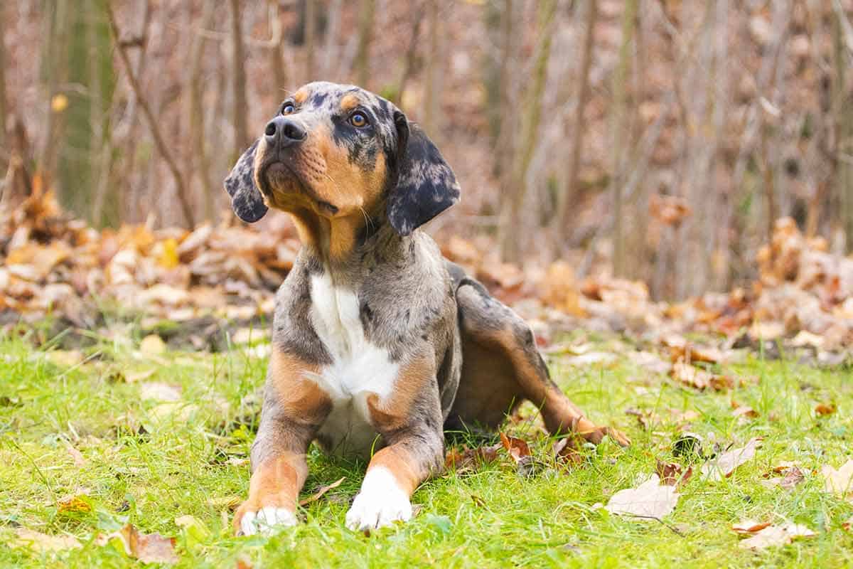 Catahoula Lab Mixes: A Shedding And