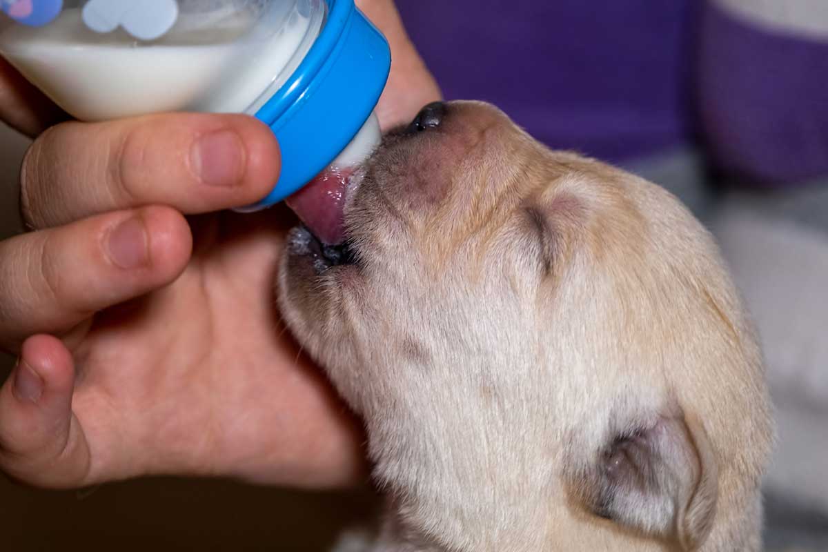 when should puppies stop drinking milk