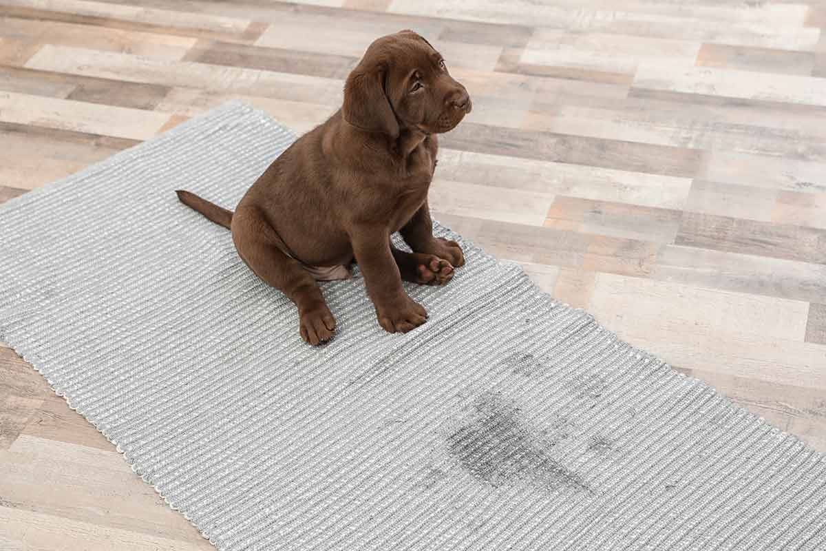 https://www.labradortraininghq.com/wp-content/uploads/How-To-Pee-Pad-Train-A-Puppy.jpg