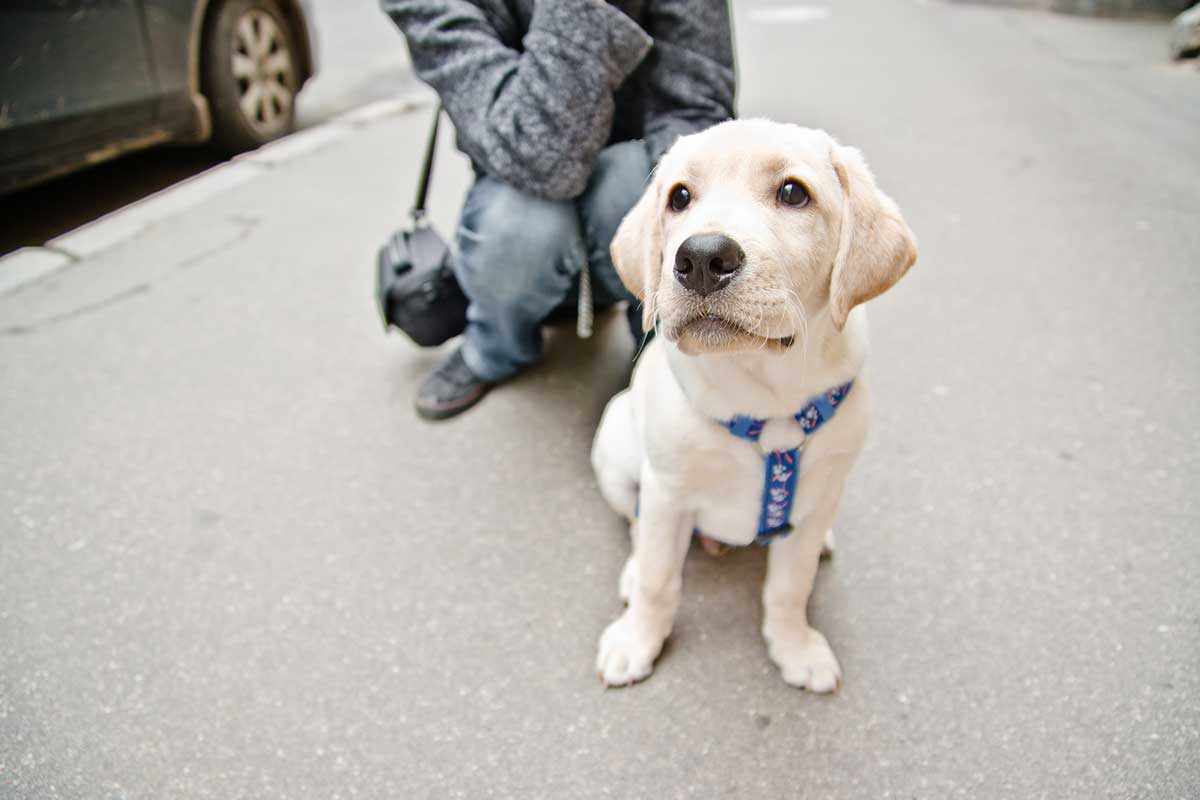 should a dog always wear a harness