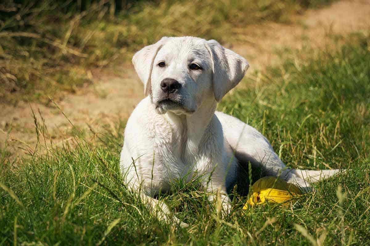 how long does it take for puppy to adjust to new home