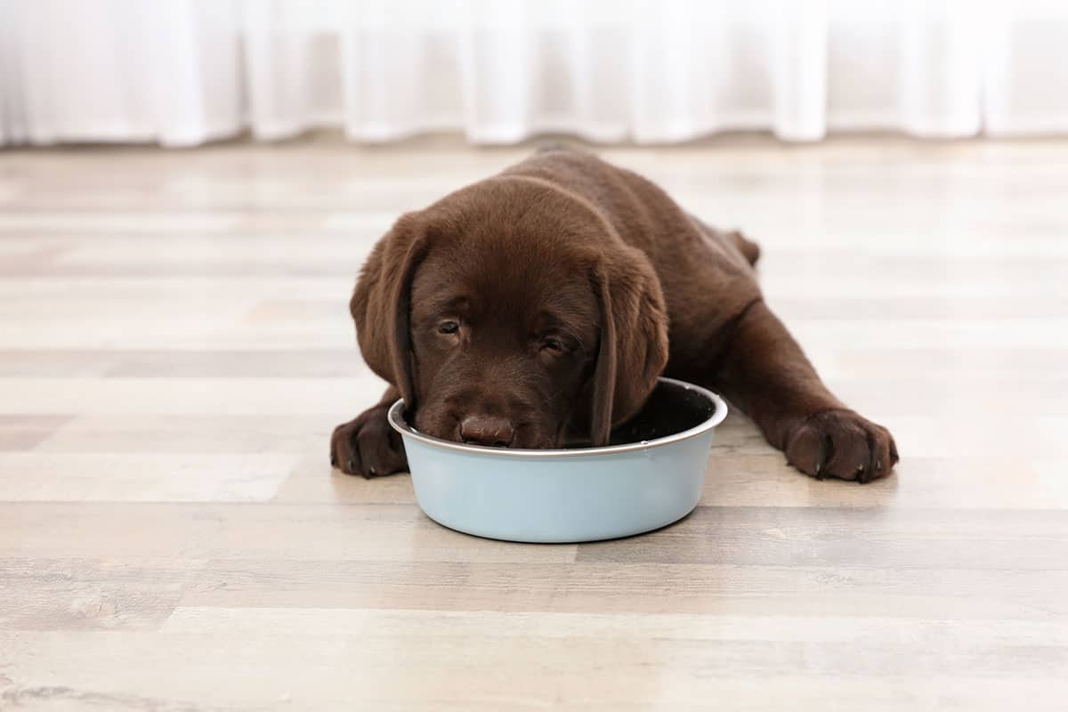How Often Do Newborn Puppies Eat? How Much? And What Do They Eat?