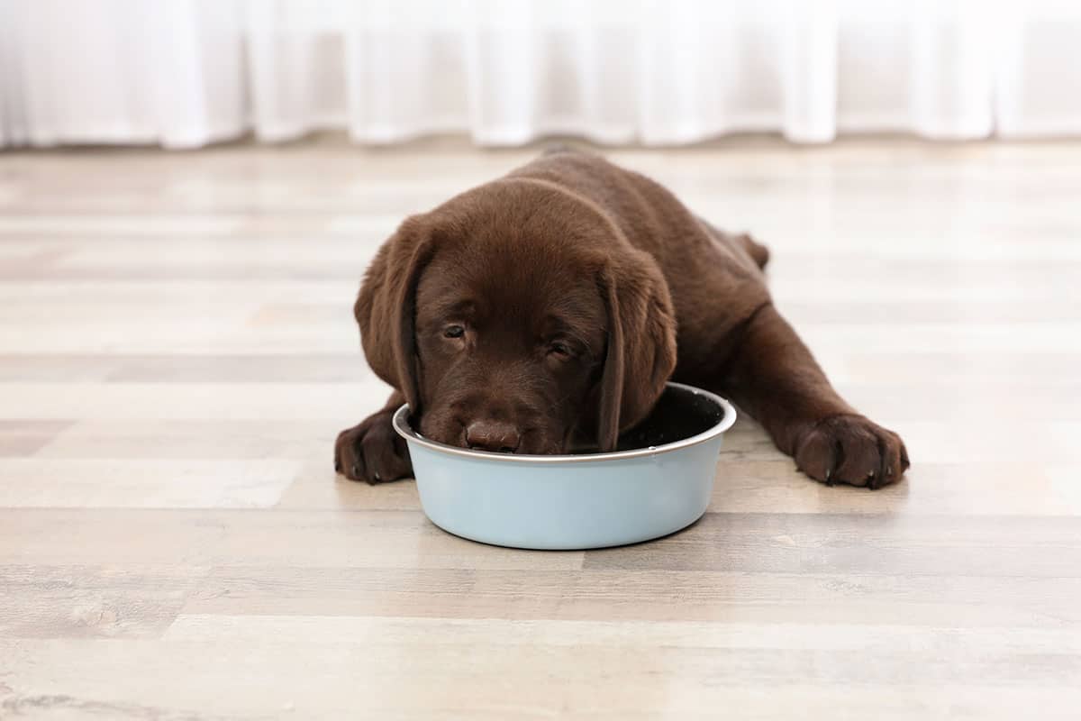 how much food do you feed a lab puppy