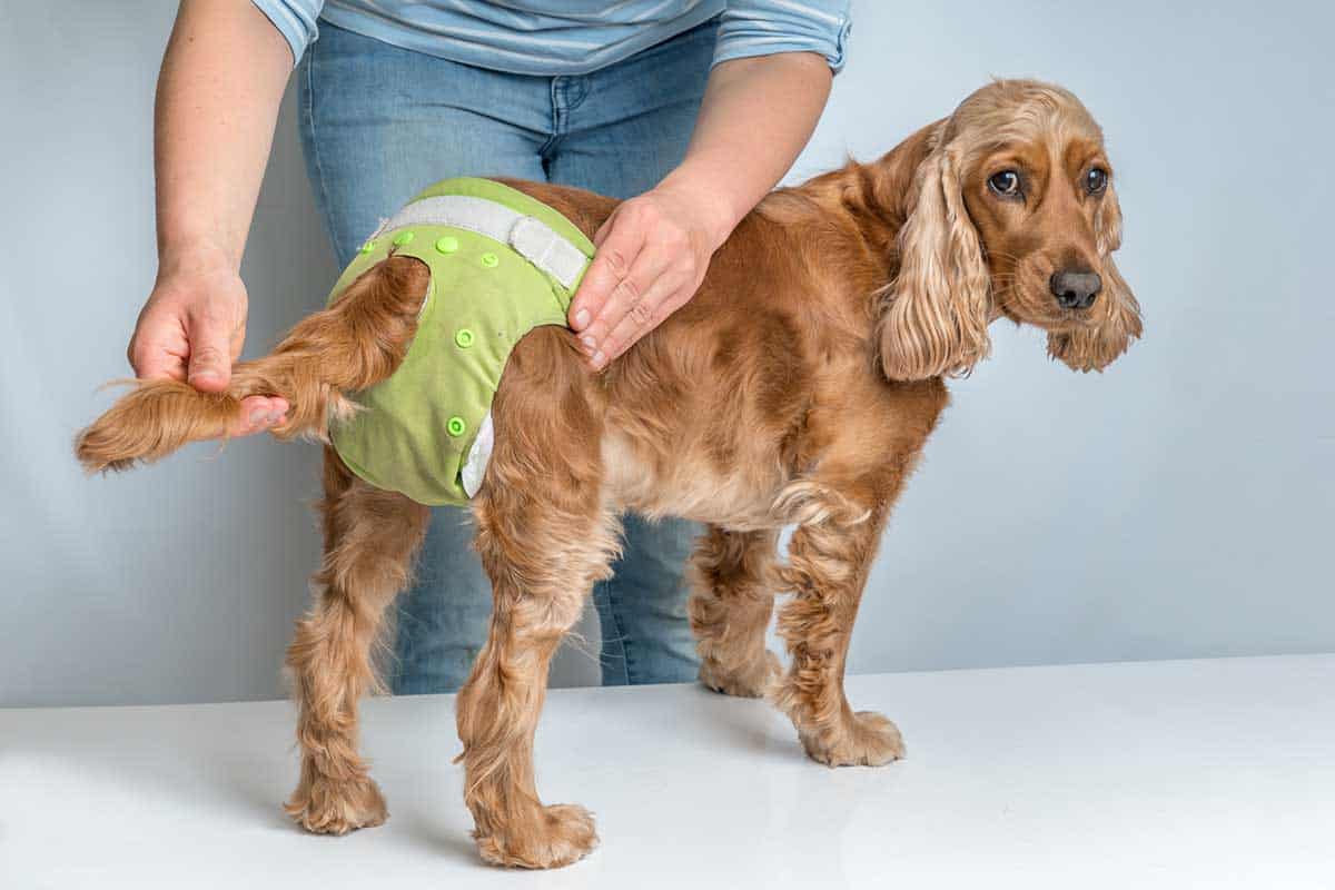 how to help dogs with incontinence