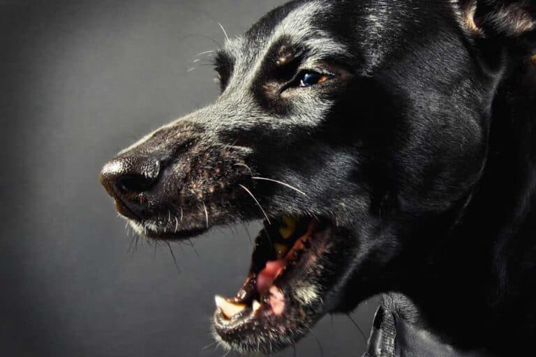 What Does It Mean When Old Dogs Start Coughing And Gagging?