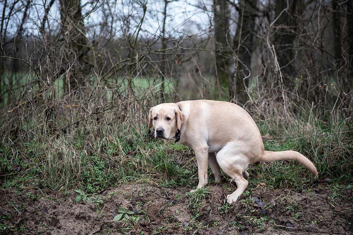 why do dogs watch you while they poop