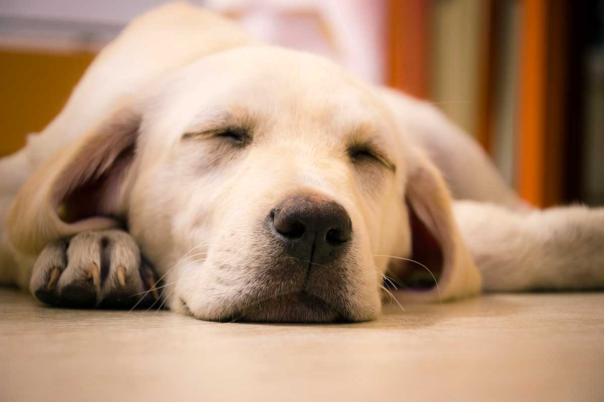 why do dogs like to sleep at the foot of the bed
