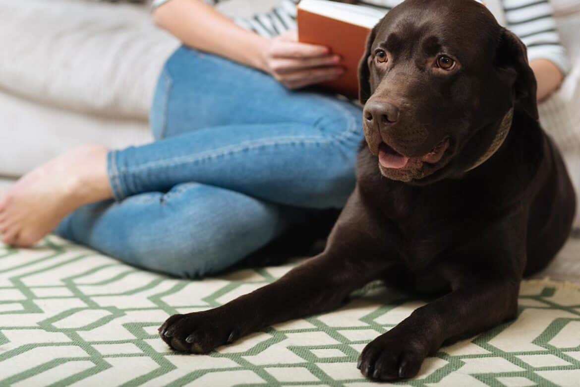 Why Does My Dog Dig Into The Carpet at Fred Williams blog