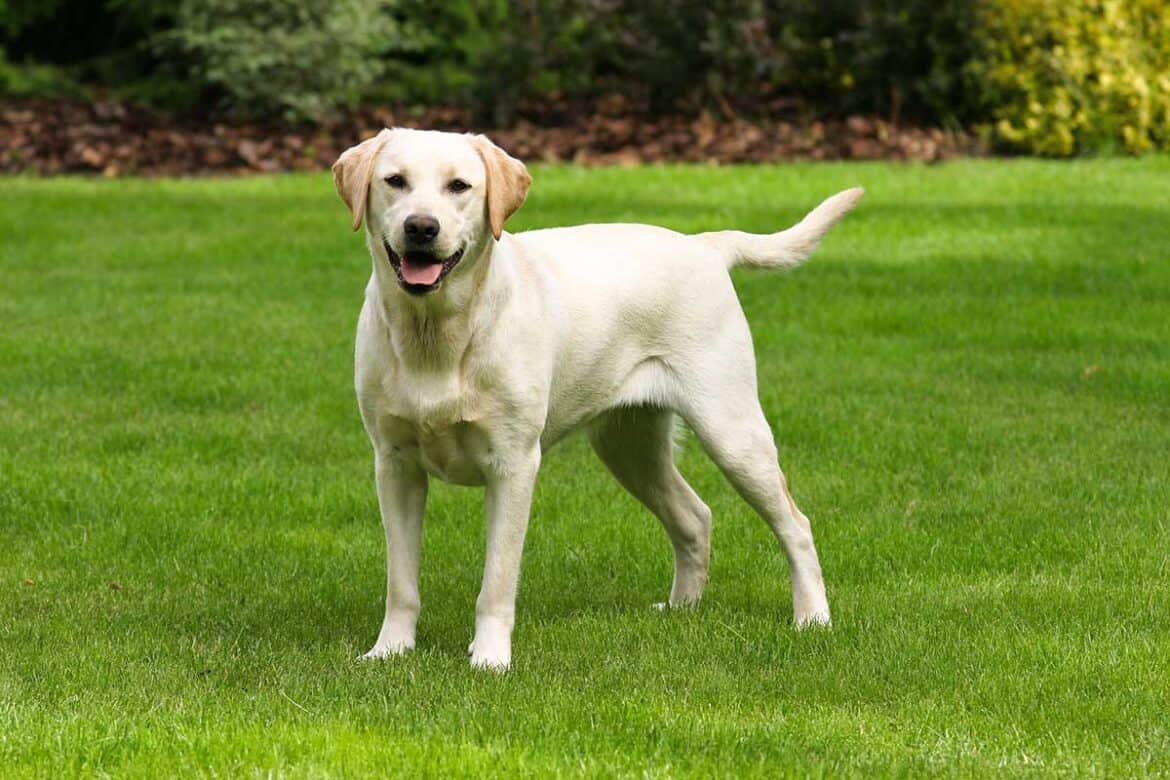 Why your dog eats grass and what to do about it
