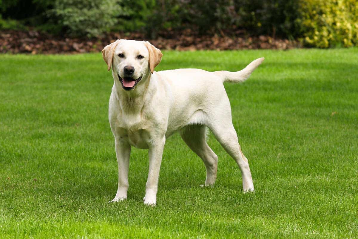 why do dogs eat grass when sick