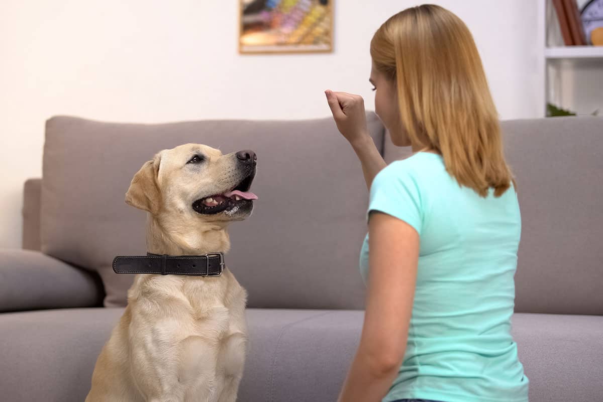 what commands do guide dogs need to know